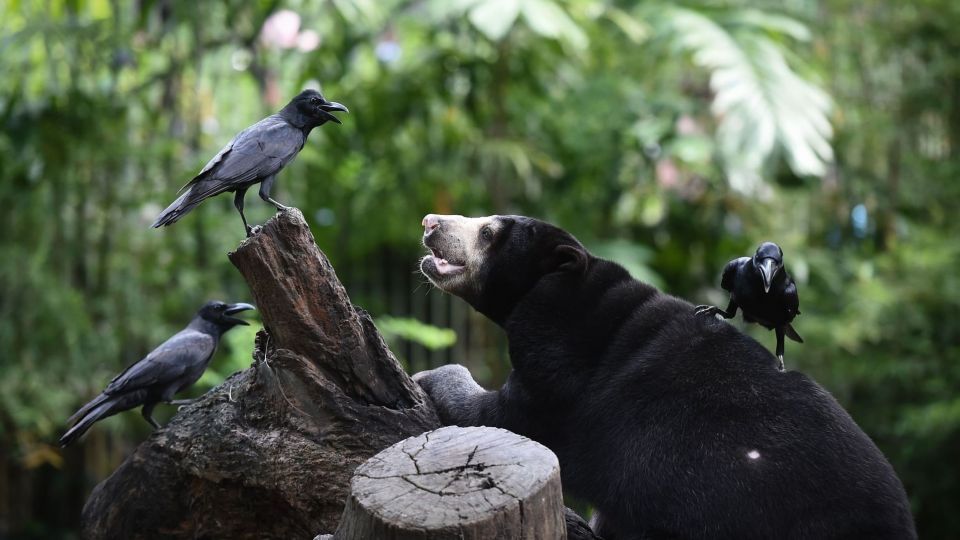 عکس‌های برتر حیات‌وحش هفته به انتخاب گاردین