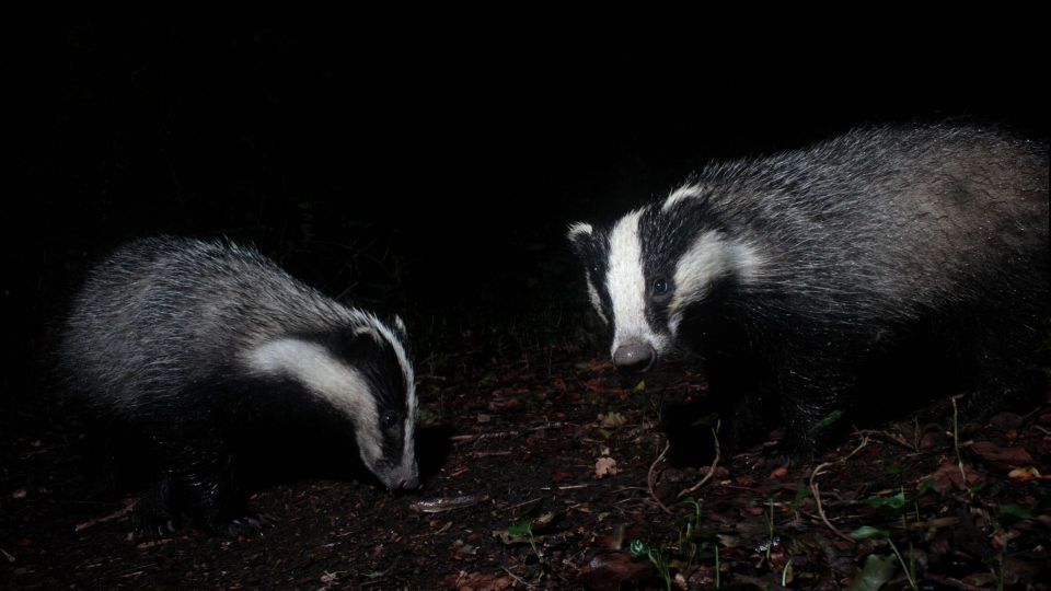 عکس‌های برتر حیات‌وحش هفته به انتخاب گاردین