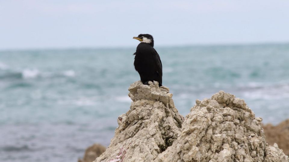 عکس‌های برتر حیات‌وحش هفته به انتخاب گاردین