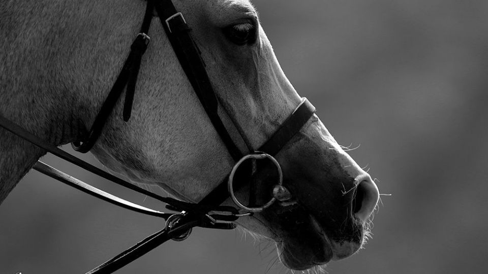 هشتمین دوره مسابقات چوگان