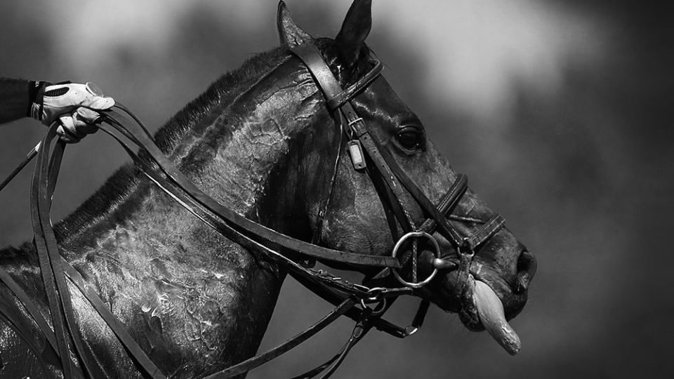 هشتمین دوره مسابقات چوگان