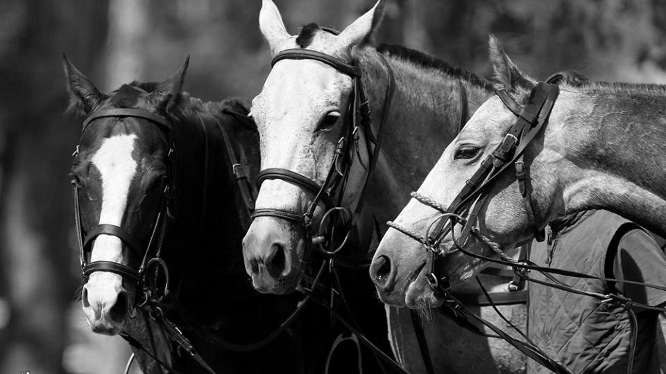 هشتمین دوره مسابقات چوگان