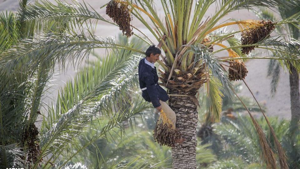 امرار معاش روحانی کشاورز در کنار تبلیغ امرار معاش روحانی کشاورز در کنار تبلیغ