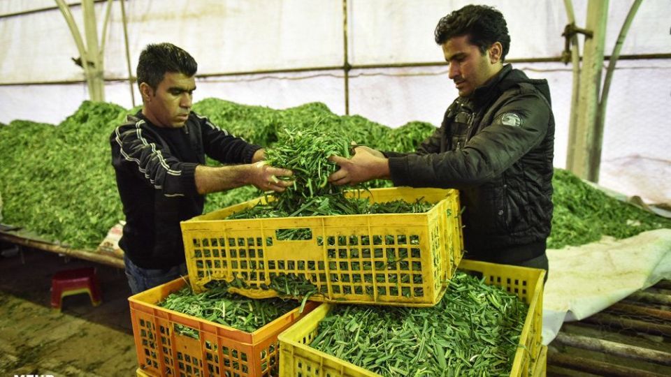 پخت 84 هزارکیلو آش نذری در شیراز