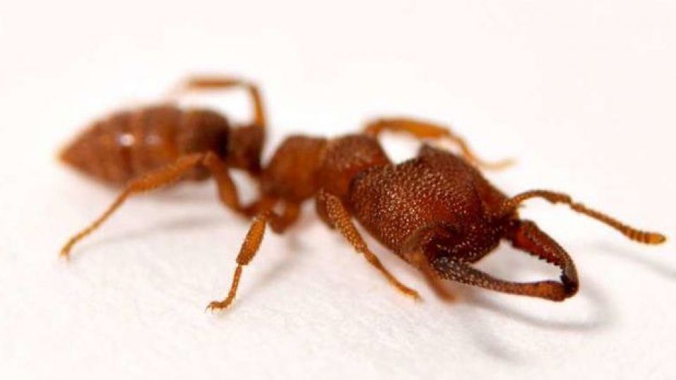 "مورچه دراکولا" سریعترین حیوان جهان است! "مورچه دراکولا" سریعترین حیوان جهان است!