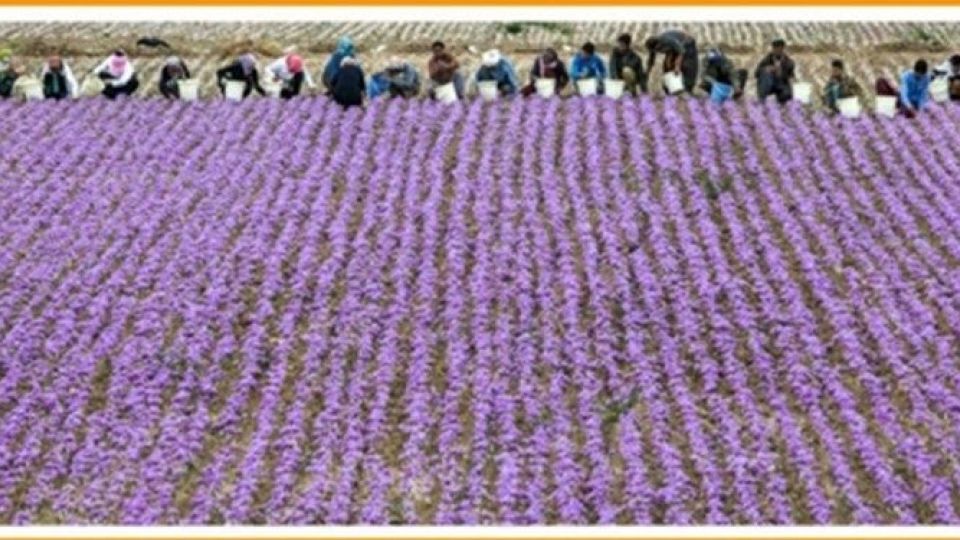 رقیب جدی برای طلای سرخ ایران پیدا شد رقیب جدی برای طلای سرخ ایران پیدا شد