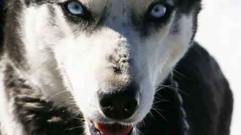 شادیِ پس از برف در ارتفاعات شهرکرد