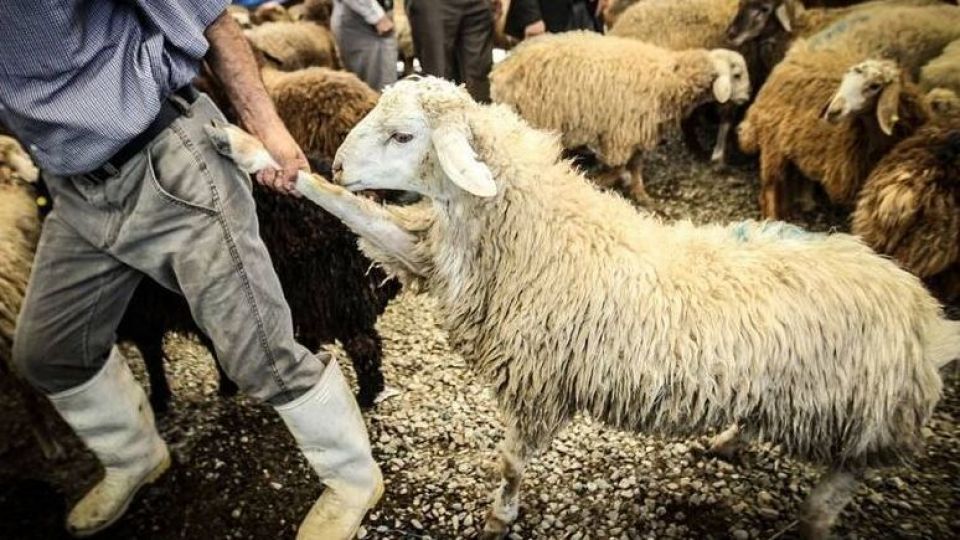 مردم به دنبال گوشت، دلال به دنبال سود، دولت به دنبال دام اروپایی! مردم به دنبال گوشت، دلال به دنبال سود، دولت به دنبال دام اروپایی!