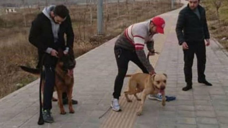 سگها هم قانون میخواهند سگها هم قانون میخواهند