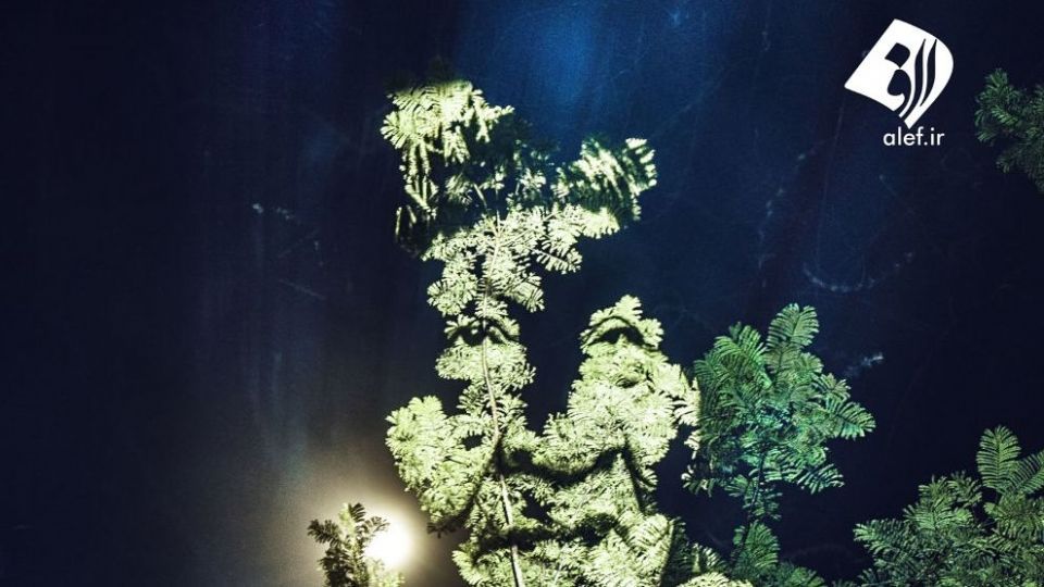 چهره پردازی با نور بر روی درختان خیابانی در آمازون