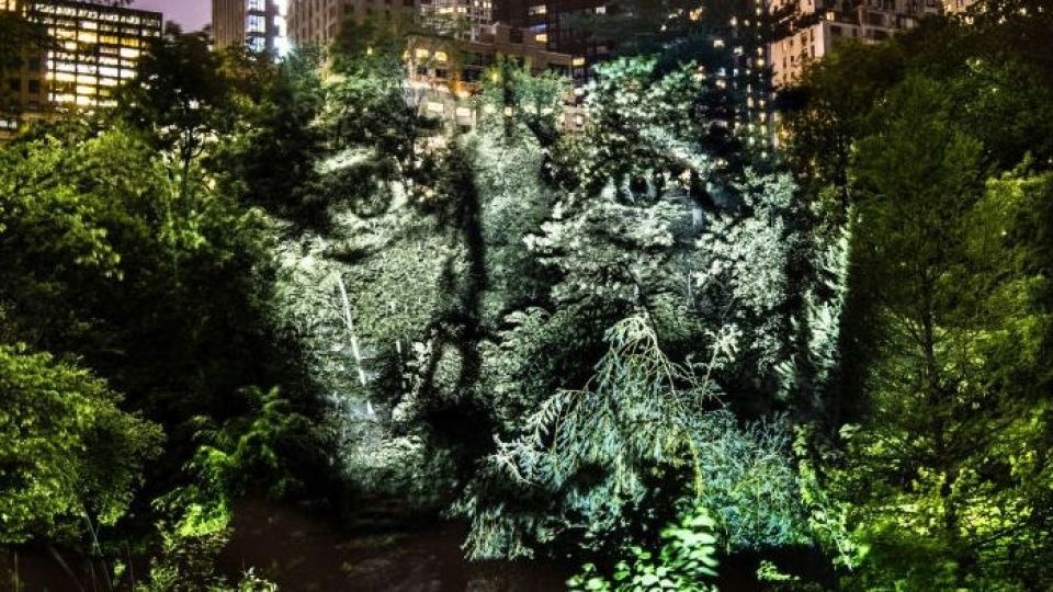 چهره پردازی با نور بر روی درختان خیابانی در آمازون