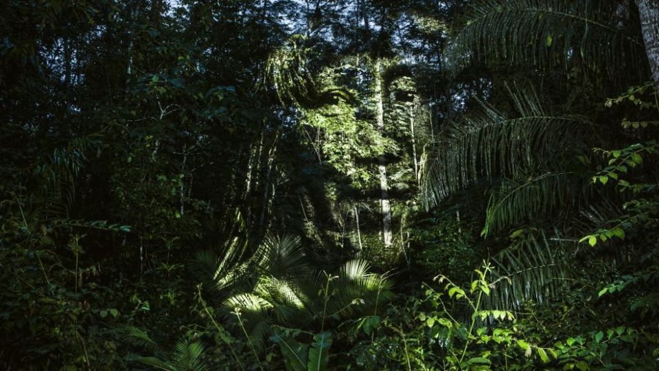 چهره پردازی با نور بر روی درختان خیابانی در آمازون