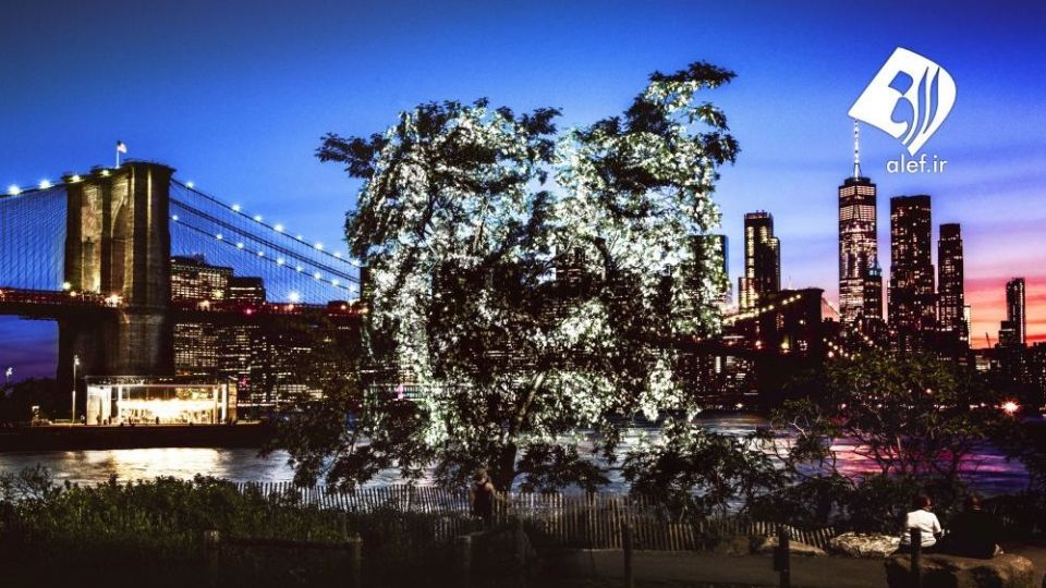 چهره پردازی با نور بر روی درختان خیابانی در آمازون