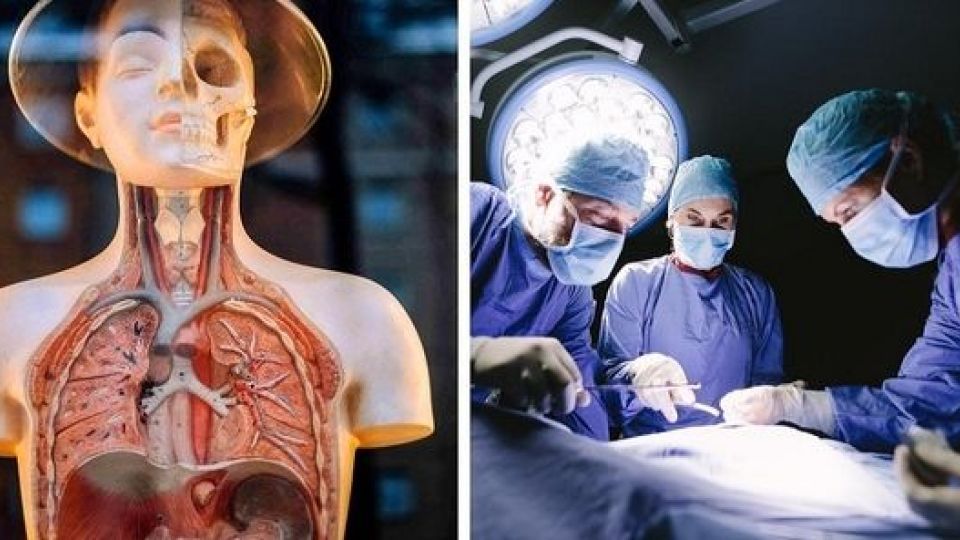 ۱۱ عضو بدن که بدون آنها هم زنده خواهیم ماند ۱۱ عضو بدن که بدون آنها هم زنده خواهیم ماند