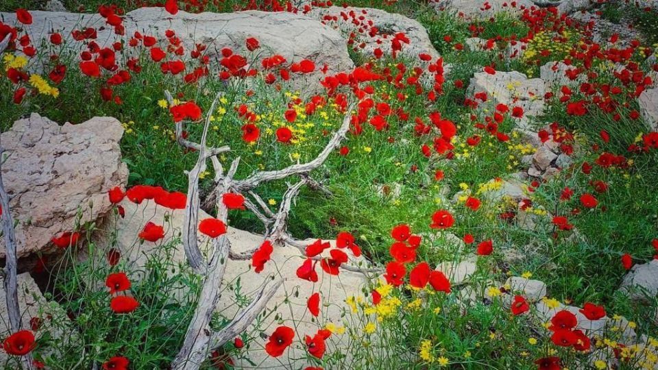 طبیعت زیبا و سرسبز بهاری شهرستان جم
