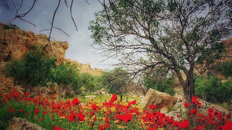 طبیعت زیبا و سرسبز بهاری شهرستان جم