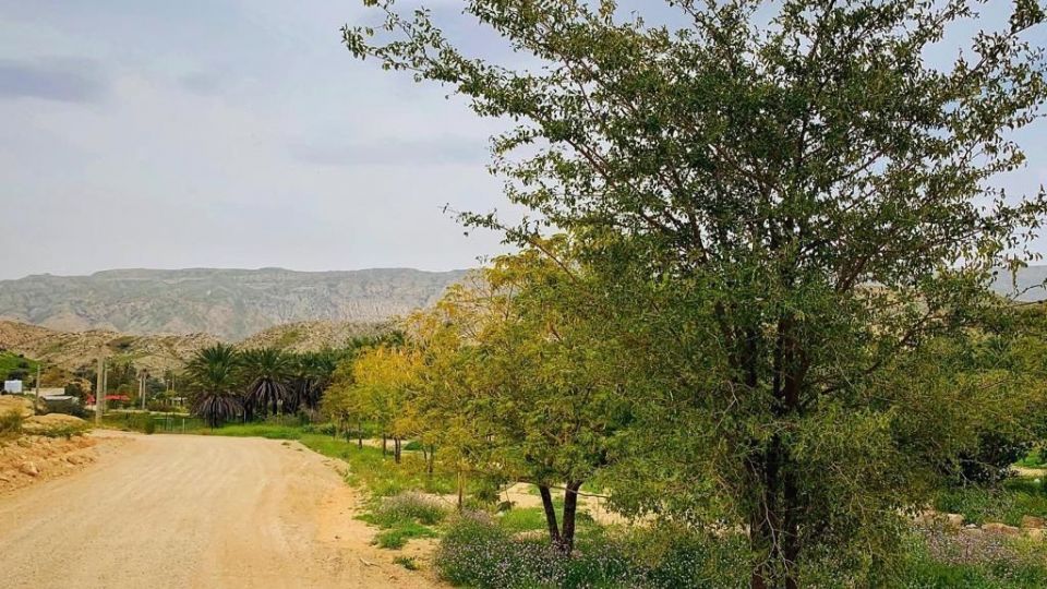 طبیعت زیبا و سرسبز بهاری شهرستان جم