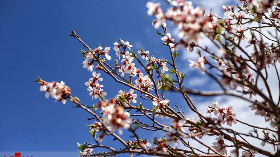  چهره‌ی زیبای بهار در همدان