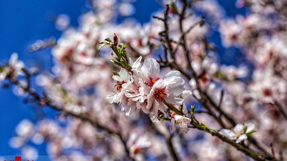  چهره‌ی زیبای بهار در همدان