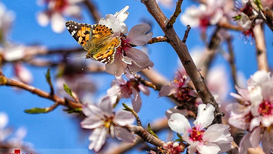  چهره‌ی زیبای بهار در همدان