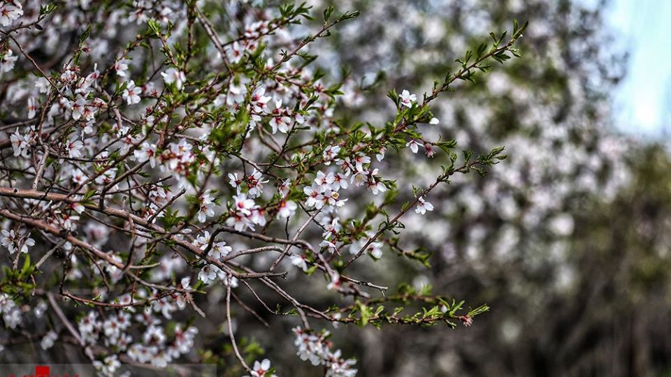  چهره‌ی زیبای بهار در همدان