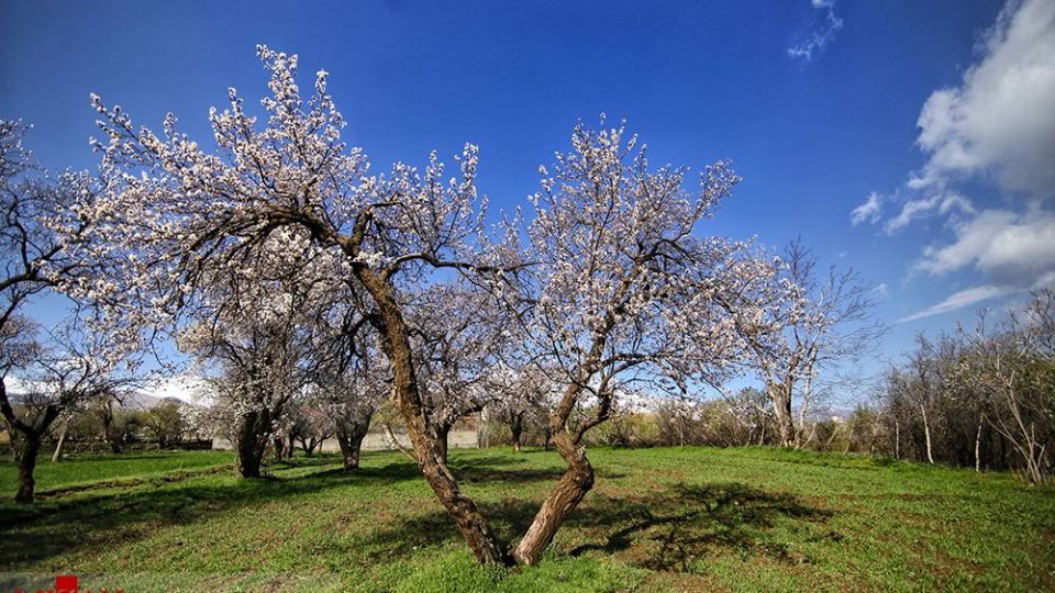  چهره‌ی زیبای بهار در همدان