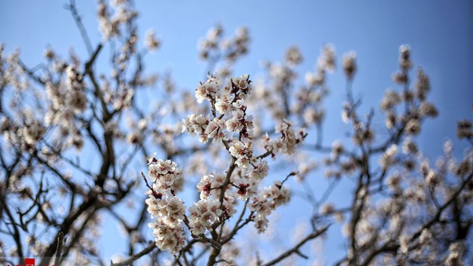  چهره‌ی زیبای بهار در همدان