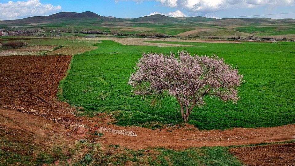  چهره‌ی زیبای بهار در همدان