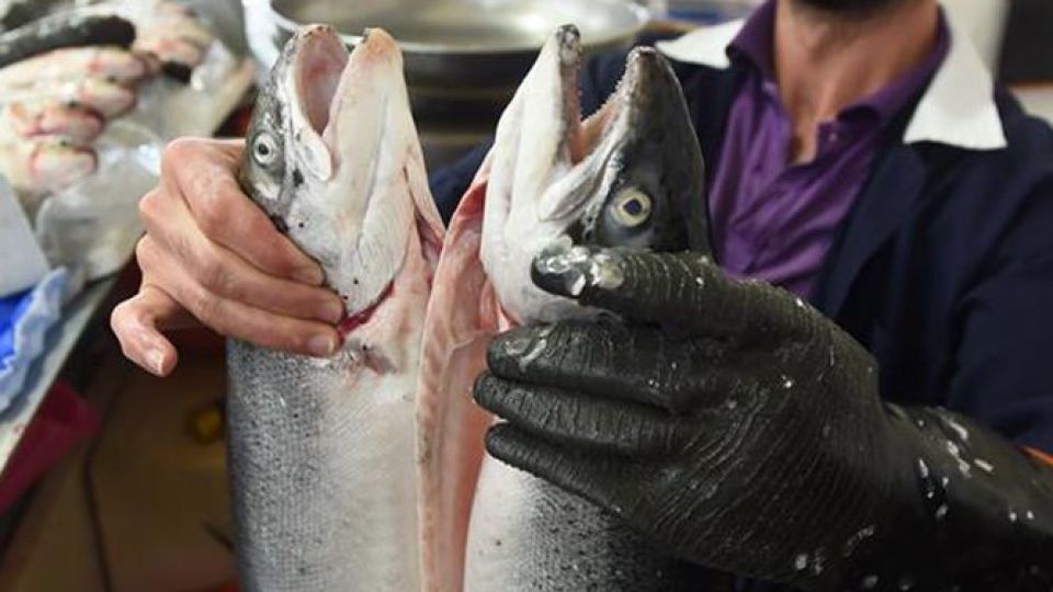  بازار ماهی کویت
