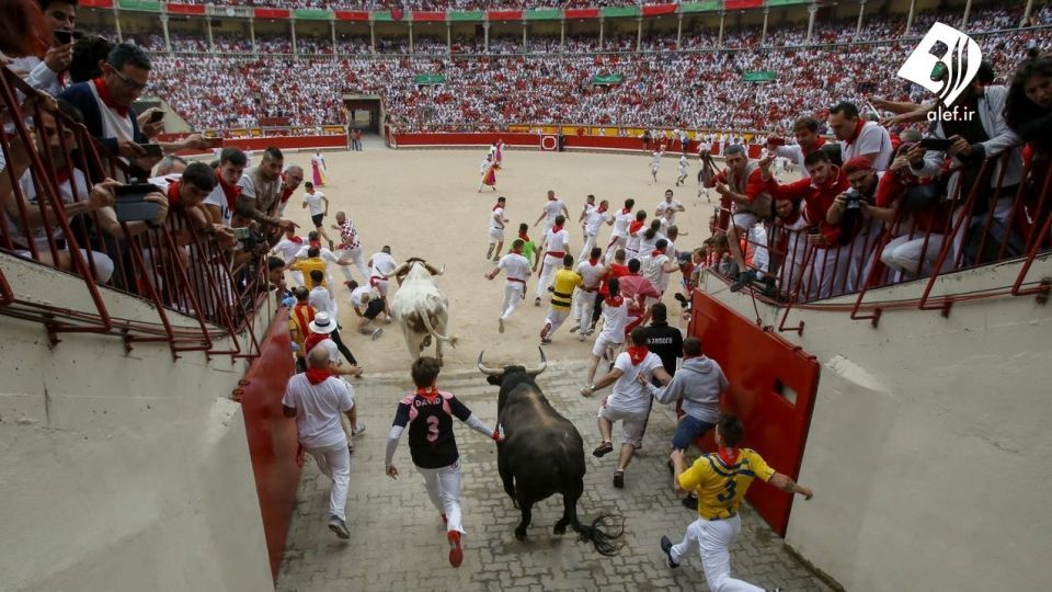 جشنواره گاو بازی در اسپانیا‎