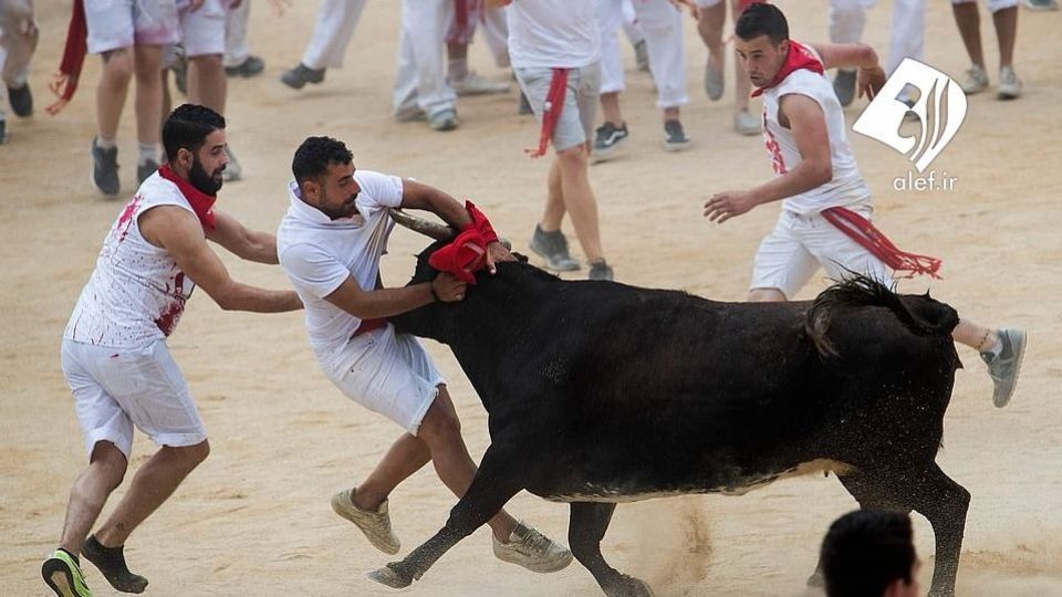 جشنواره گاو بازی در اسپانیا‎
