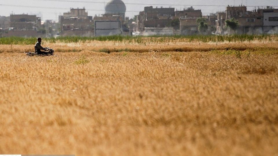 برداشت گندم از مزارع « قَهْدریجان »