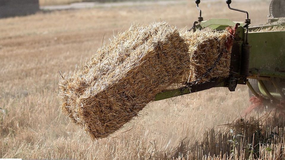 برداشت گندم از مزارع « قَهْدریجان »