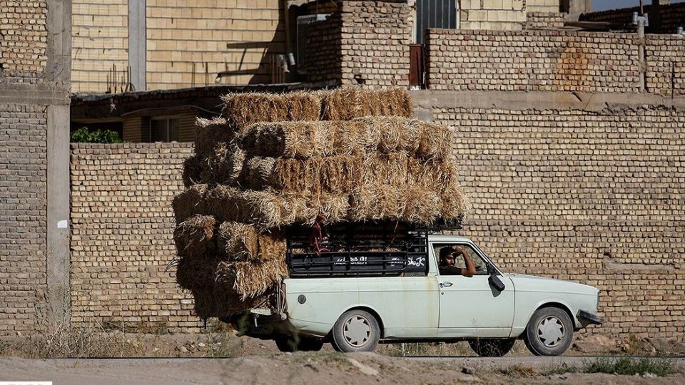 برداشت گندم از مزارع « قَهْدریجان »