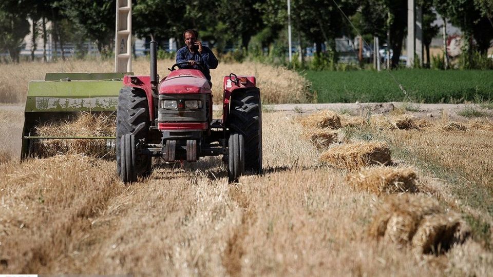 برداشت گندم از مزارع « قَهْدریجان »