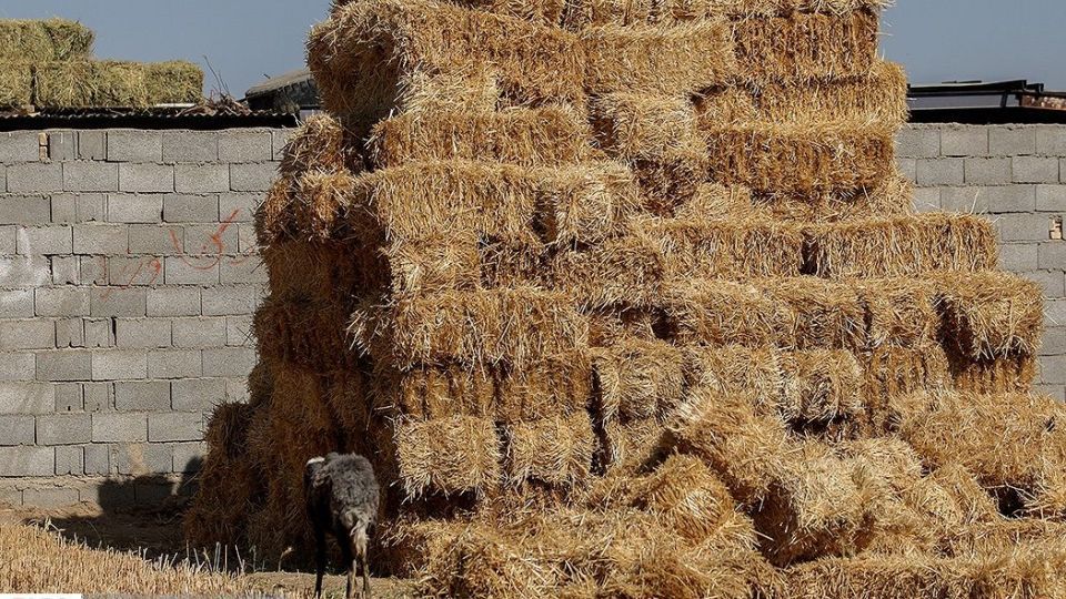 برداشت گندم از مزارع « قَهْدریجان »