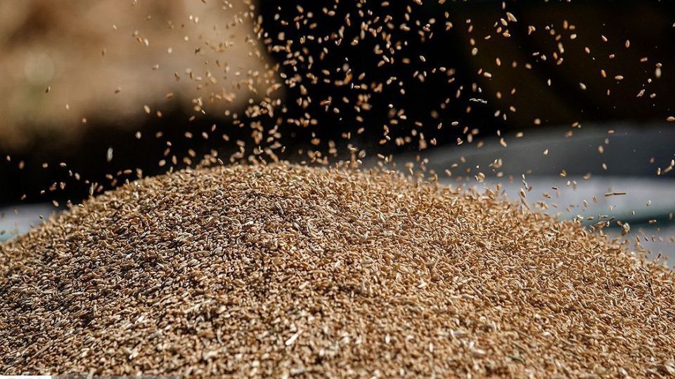 برداشت گندم از مزارع « قَهْدریجان »