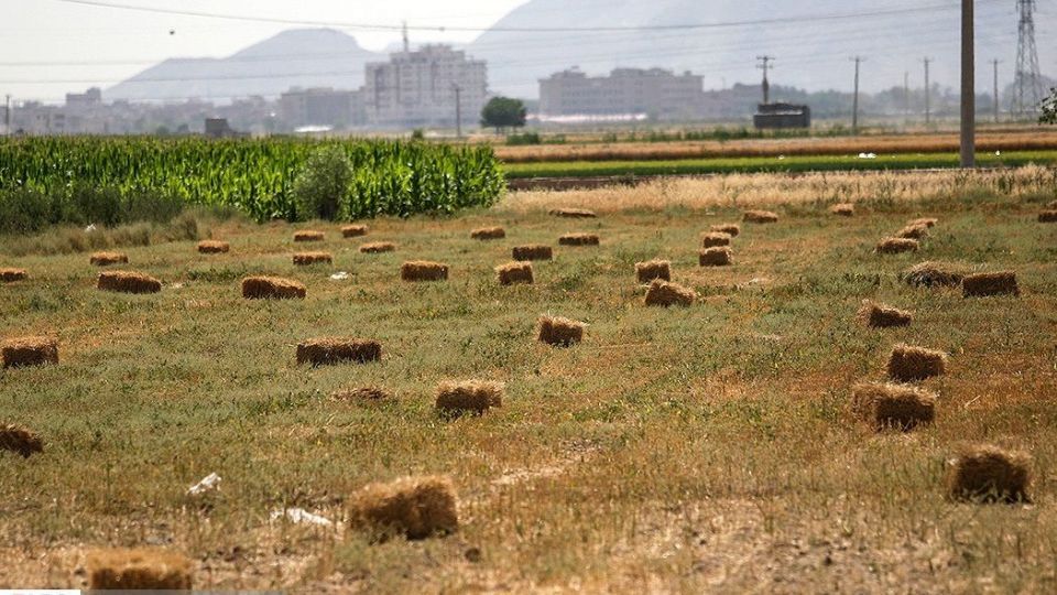 برداشت گندم از مزارع « قَهْدریجان »