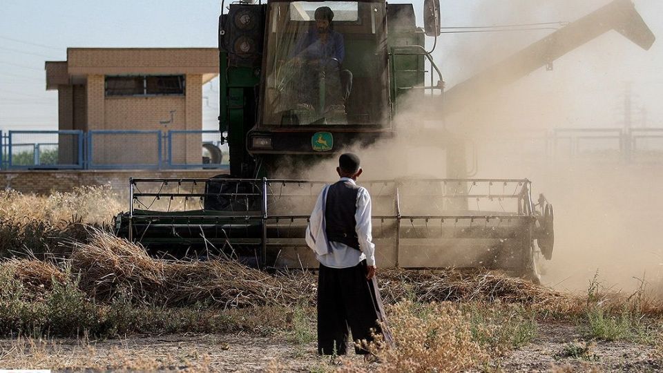برداشت گندم از مزارع « قَهْدریجان »