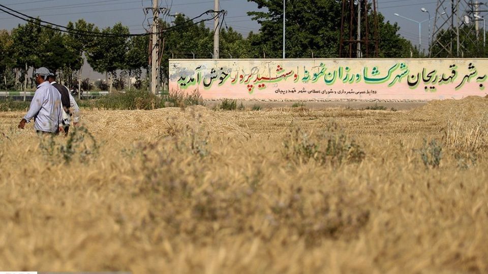 برداشت گندم از مزارع « قَهْدریجان »