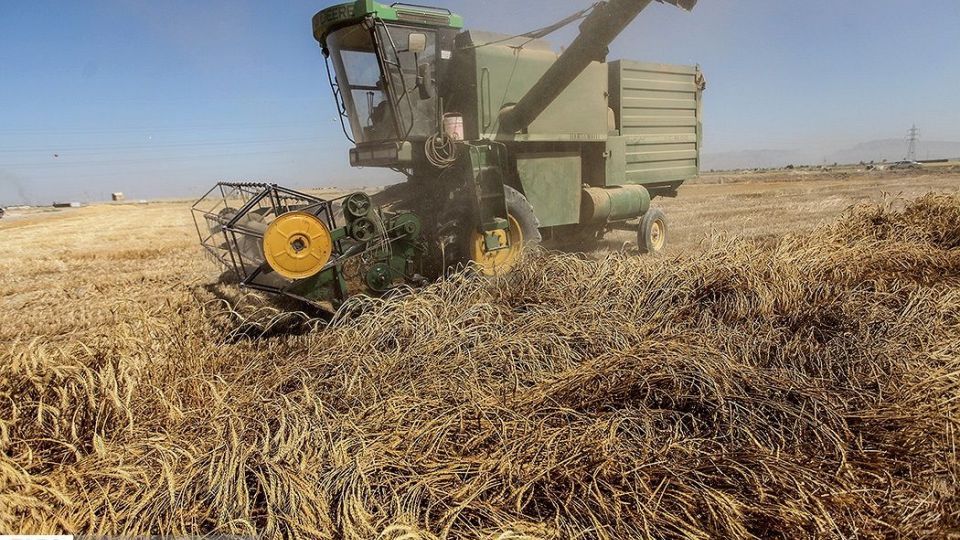 برداشت گندم از مزارع « قَهْدریجان »