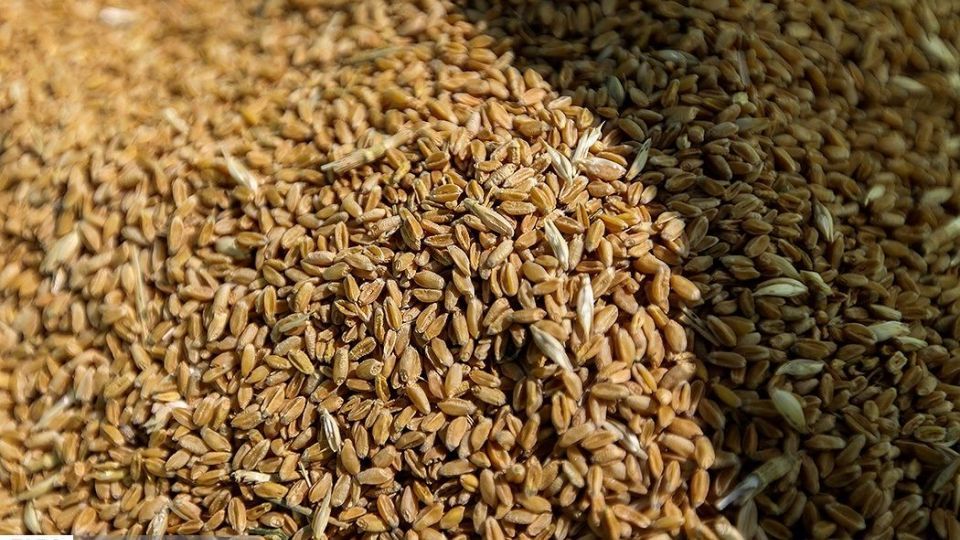 برداشت گندم از مزارع « قَهْدریجان »