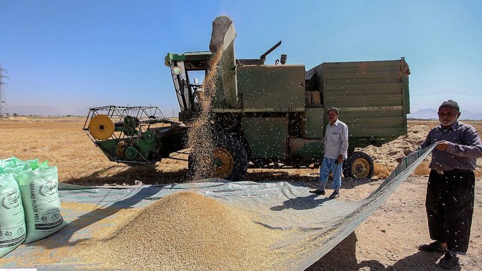 برداشت گندم از مزارع « قَهْدریجان »