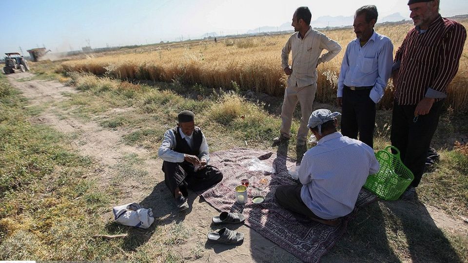 برداشت گندم از مزارع « قَهْدریجان »