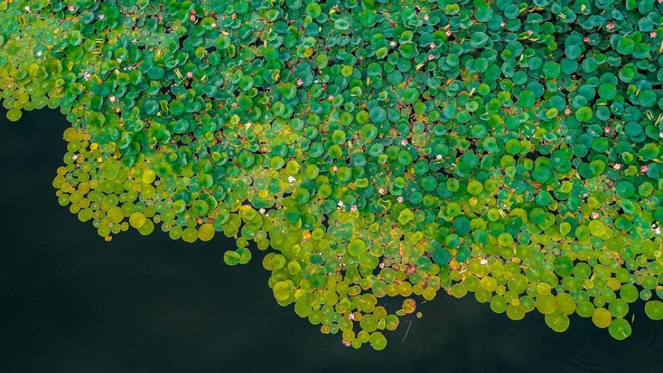 تالاب نیلوفر‌های آبی بابل