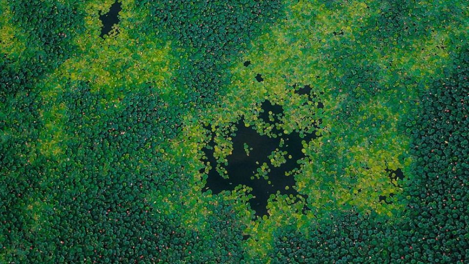 تالاب نیلوفر‌های آبی بابل