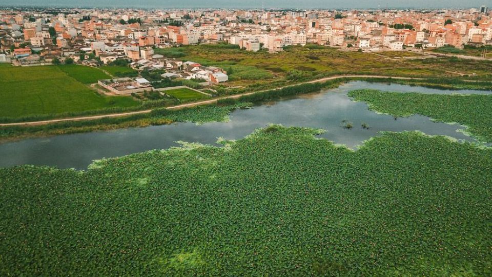 تالاب نیلوفر‌های آبی بابل