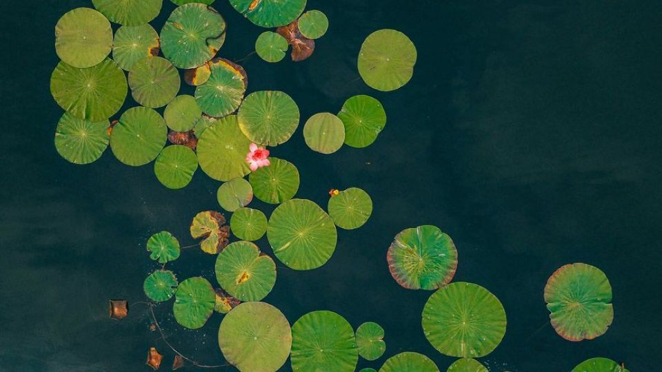 تالاب نیلوفر‌های آبی بابل