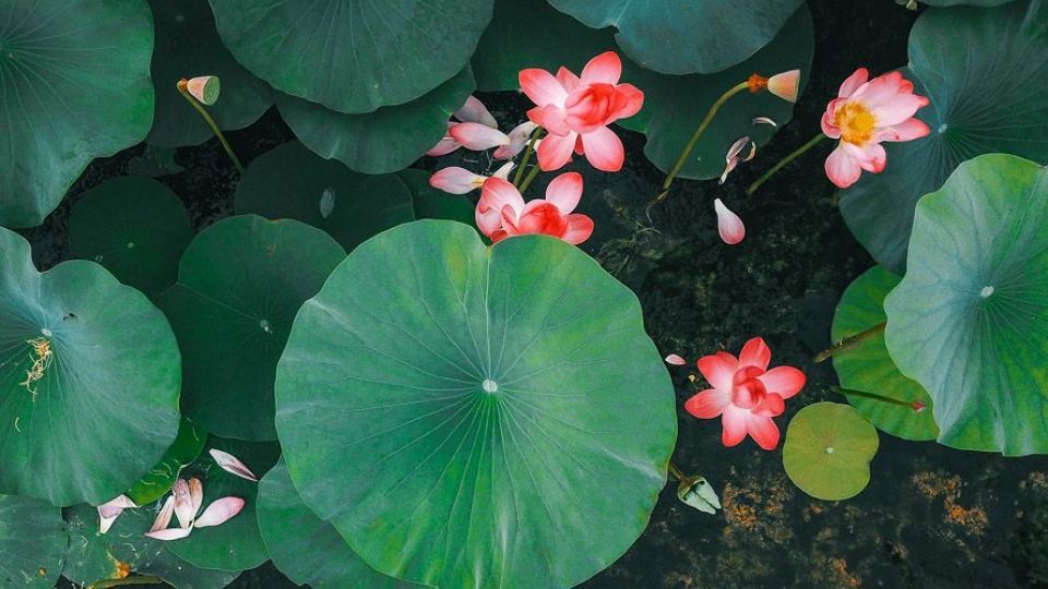 تالاب نیلوفر‌های آبی بابل