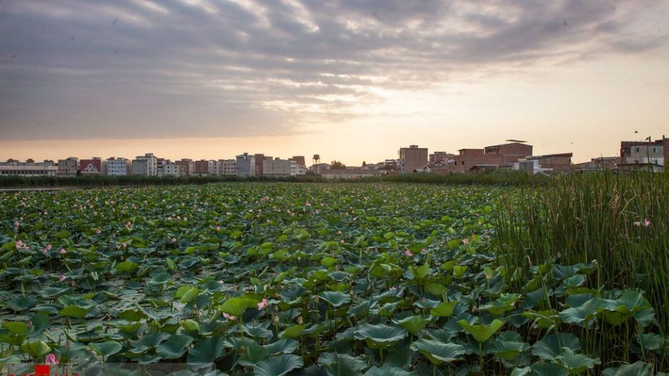 تالاب نیلوفر‌های آبی بابل